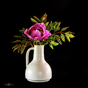 Tree peony Lan He Paeonia suffruticosa rockii in a white vase on a black background Photograph by Torbjorn Swenelius