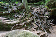 Tree root in a romantic gorge Photograph by Adriana Mueller Tree root in a romantic gorge Photograph by Adriana Mueller