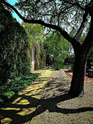 Tree Shadow Photograph by Leslie Brashear