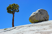 Tree vs Rock Photograph by David Fountain