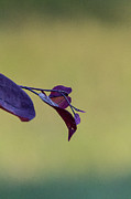 Treebud Photograph by David Beechum
