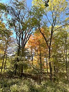 Trees All Decked Out Photograph by Merle Grenz