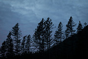 Trees before the Sun. Photograph by JJ Whitley