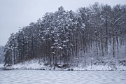 Trees heading towards the water Photograph by Yvonne M Smith