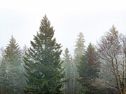 Trees in the Fog Photograph by Leslie Brashear