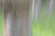 Trees in the Forest Photograph by Kathy Paynter