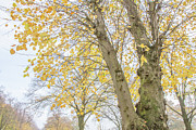 Trent Park Trees Fall 15 Photograph by Edmund Peston