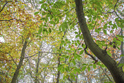 Trent Park Trees Fall 7 Photograph by Edmund Peston