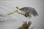 Tri Heron 876A Photograph by Sally Fuller