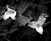 Trillium In the Rain Photograph by Jon Ares