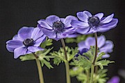 Trio of Purple Anemone Photograph by E Faithe Lester