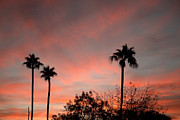 Triple Palm Sunset Photograph by Elisabeth Lucas