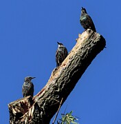 Triple Starlings in Autumn Photograph by Linda Stern