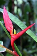 Tropical Elegance, Buenos Aires Garden Bloom Photograph by Travel Essayist