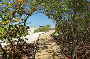 Tropical Enclave - Naples' Wooded Pathway to Gulf Coast Bliss Photograph by Brigitte Blanchette Thompson