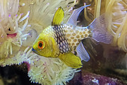 Tropical Fish - Cichlid Freshwater by Kaye Menner Photograph by Kaye Menner Tropical Fish - Cichlid Freshwater by Kaye Menner Photograph by Kaye Menner