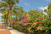 Tropical Flora - Florida Photograph by Brigitte Blanchette Thompson Tropical Flora - Florida Photograph by Brigitte Blanchette Thompson