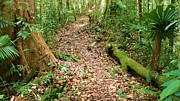 Tropical Forest 5 Photograph by Robert Bociaga