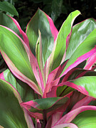 Tropical Leaves Photograph by Leslie Brashear