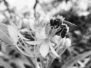 Tropical Milkweed and a Bee Photograph by W Craig Photography