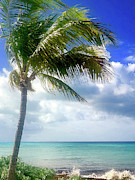 Tropical Paradise Photograph by Carol Riddle