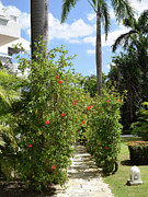 Tropical Trees Nature Photo 116 Photograph by Lucie Dumas Tropical Trees Nature Photo 116 Photograph by Lucie Dumas
