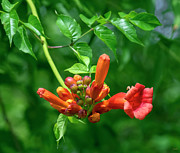 Trumpet Vine DFL1400 Photograph by Gerry Gantt