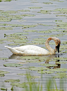 Trumpeter Swan Feeds Photograph by Natural Focal Point Photography