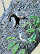 Tufted Titmouse family Painting by Barry Kent MacKay Tufted Titmouse family Painting by Barry Kent MacKay