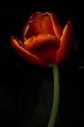 Tulip 8063 Photograph by Julie Powell