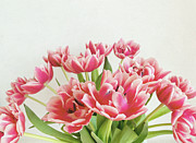 Tulip Arch Photograph by Cassia Beck