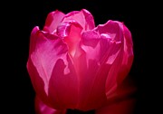 Tulip beauty Photograph by Bess Carter Tulip beauty Photograph by Bess Carter
