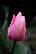 Tulip Closed - March 2024 Photograph by Joseph A Langley