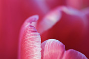 Tulip Detail Photograph by Maria Meester