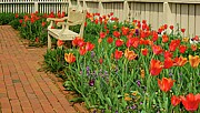 Tulip Expressions Photograph by Kathi Isserman