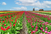 Tulip field Photograph by Francesco Riccardo Iacomino