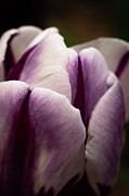 Tulip Petals Photograph by Ana V Ramirez Tulip Petals Photograph by Ana V Ramirez
