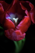 Tulip Pink 7082 Photograph by Julie Powell