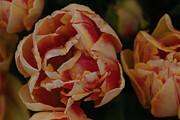 Tulips and Raindrops Photograph by Ana V Ramirez