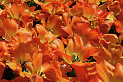 Tulips in Abundance Photograph by Shirley Mitchell