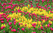 Tulips of Holland Photograph by Kathi Isserman
