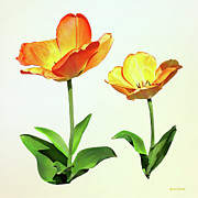 Tulips Tall and Short Photograph by Susan Savad Tulips Tall and Short Photograph by Susan Savad