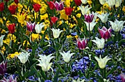 Tulips Photograph by Thomas Schroeder