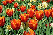 Orange Tulips - 13133 Photograph by Wall Art Of Texas