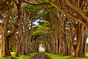 Tunnel To Point Reyes Marconi Station Photograph by Adam Jewell