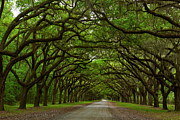 Tunnel Trees at Wormsloe Photograph by Jon Glaser