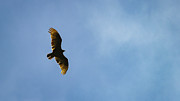 Turkey Vulture Beauty Photograph by Alyssa Tumale