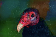 Turkey Vulture Portrait-Ugly is in the Eye of the Beholder Mixed Media by Shelli Fitzpatrick