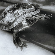 Turtle Waves To His Fans Photograph by Sue Capuano