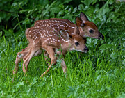 Twin Fawns on a Mission Photograph by Regina Muscarella Twin Fawns on a Mission Photograph by Regina Muscarella